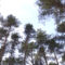 В лесничествах Калининградской области высаживают деревья