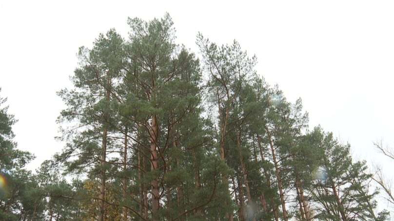 Под Калининградом нашли советский штурмовик Ил-2