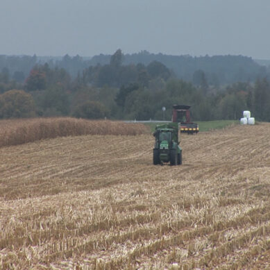 На востоке Калининградской области приступили к уборке кукурузы на зерно