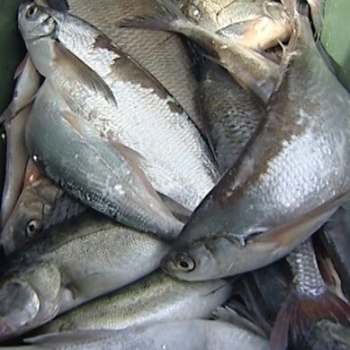 Россия и Литва согласовали лимиты улова рыбы в Куршском заливе на следующий год