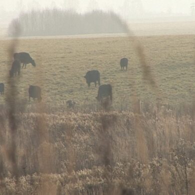 Гибель бычков на одном из пастбищ в Черняховском районе тревожит многих жителей