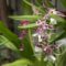 Зимняя сказка в ботаническом саду: цветут орхидеи, алоэ и японская камелия