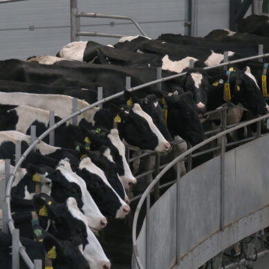 Калининградская область занимает лидирующие позиции по надоям молока на одну корову