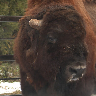 Спокойный, но своенравный бизон стал гвоздем новогодних праздников в Калининградском зоопарке