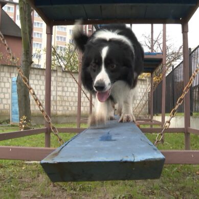 Калининградский пёс Акай победил в номинации «Лучшая служебная собака-спасатель России»