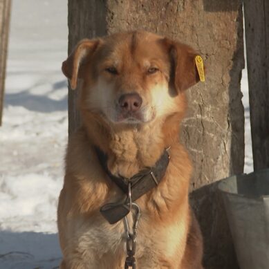 За год сотрудники Центра безнадзорных животных отловили более 2,5 тысяч собак