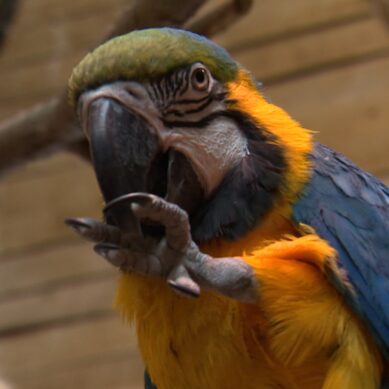 Профессиональный праздник у орнитологов: как ухаживают за птицами в калининградском зоопарке