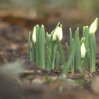 Весна в Ботаническом саду: какие цветы уже радуют прохожих, а что распустится совсем скоро?