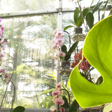 В оранжереях Ботанического сада зацвели орхидеи, гортензии и мимоза