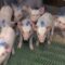 В Калининградской области в очагах АЧС идёт санитарное уничтожение поголовья свиней