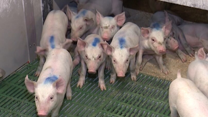 Фермерам области выплатят более 100 млн рублей за уничтоженных из-за АЧС свиней
