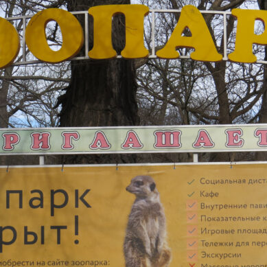 Калининградский зоопарк приглашает на музыкальные вечера «У фонтана»