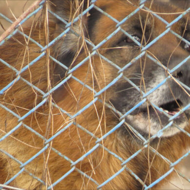 В Багратионовском районе собаке прострелили челюсть. Возбуждено уголовное дело