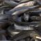 Более 90 разрешений на вылов корюшки этой весной оформили рыбопромысловые предприятия региона