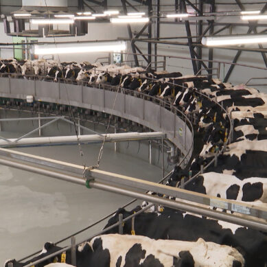 Янтарный край планирует произвести в этом году 230 тысяч тонн молока