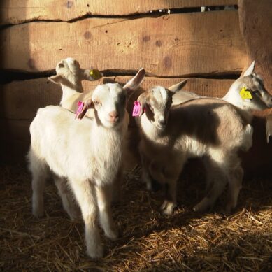 В Калининградской области начали выращивать коз зааненской и альпийской пород