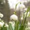 Калина, подснежники, рододендрон: какие растения зацвели в Ботаническом саду
