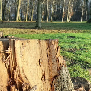 На территории Балтийского городского округа стартовала рубка аварийных деревьев