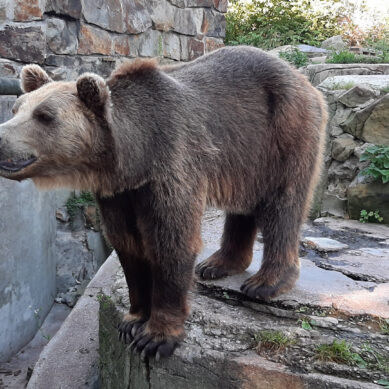 Для медведей и ластоногих в Калининградском зоопарке построят новые вольеры
