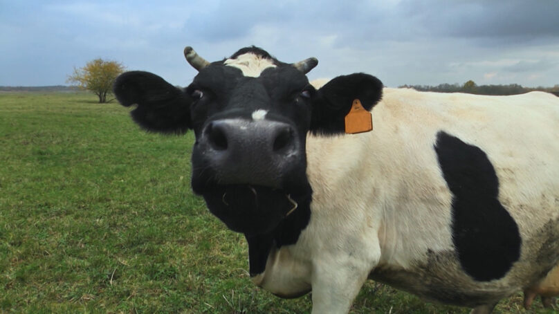Коровы стали причиной возбуждения уголовного дела в Славске