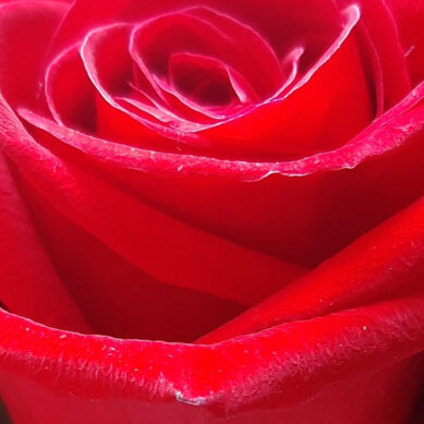 Власти Советска закупят 2000 саженцев роз