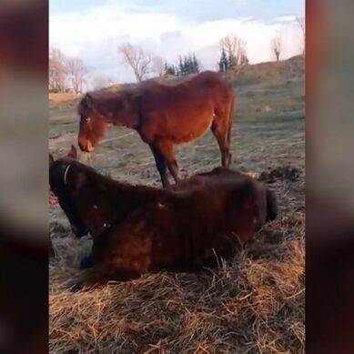 В Зеленоградском районе конокрад неделю держал лошадей впроголодь