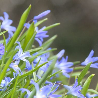 Долгожданное потепление: посетители Ботанического сада радуются поздним первоцветам