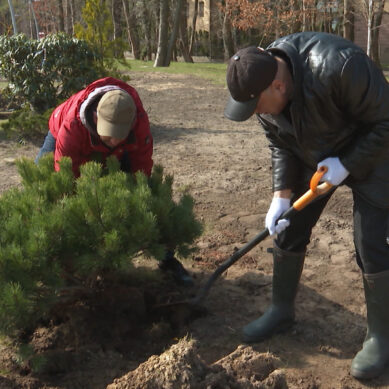 «Зелёный край»: в Светлогорске высадили несколько десятков декоративных деревьев