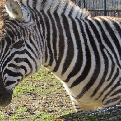 Сегодня отмечается Международный день зебр