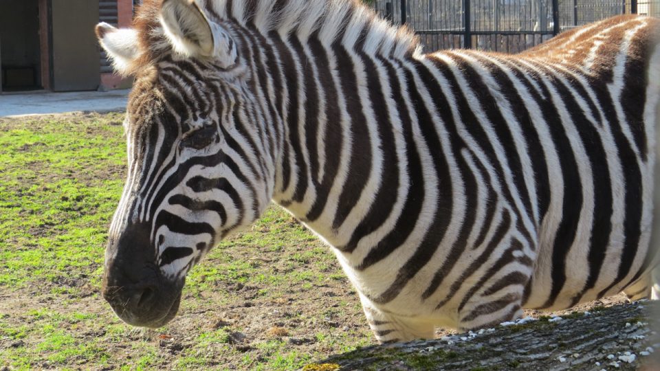 Сегодня отмечается Международный день зебр