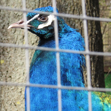 С 10 июня Калининградский зоопарк переходит на летный режим работы