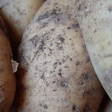 Картофель на экспорт. Багратионовский кооператив начал поставки корнеплода в Сербию