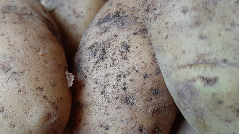 Картофель на экспорт. Багратионовский кооператив начал поставки корнеплода в Сербию