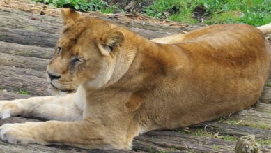 В Калининградском зоопарке умерла львица Тисса. Ей был 21 год