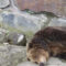 В Калининградском зоопарке 4-й раз ищут подрядчика, который переделает лосятник в медвежатник