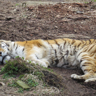 Калининградский зоопарк будет работать дольше на 1 час
