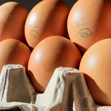 Путин извинился перед россиянами за повышение цен на яйца