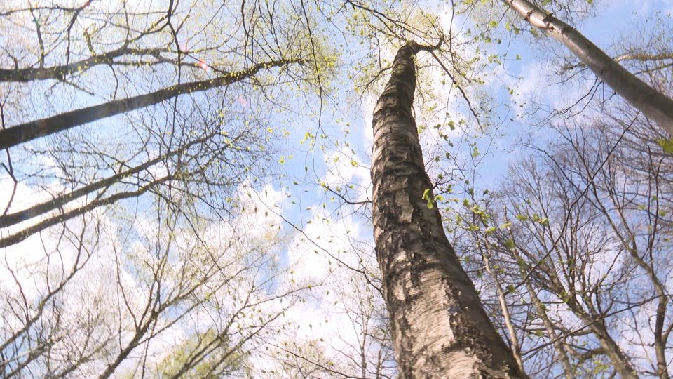 В Калининграде экологи обеспокоились судьбой берёз в лесных угодьях