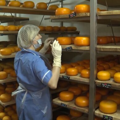 Во всем мире отмечают день любителей сыра: как обстоят дела с его производством в регионе