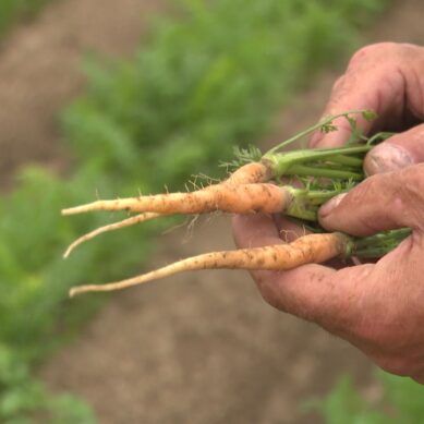 Почему подорожали морковь и свекла: когда местную продукцию ждать на рынке