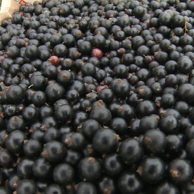 На калининградских хозяйствах идёт горячая пора сбора урожая ягод