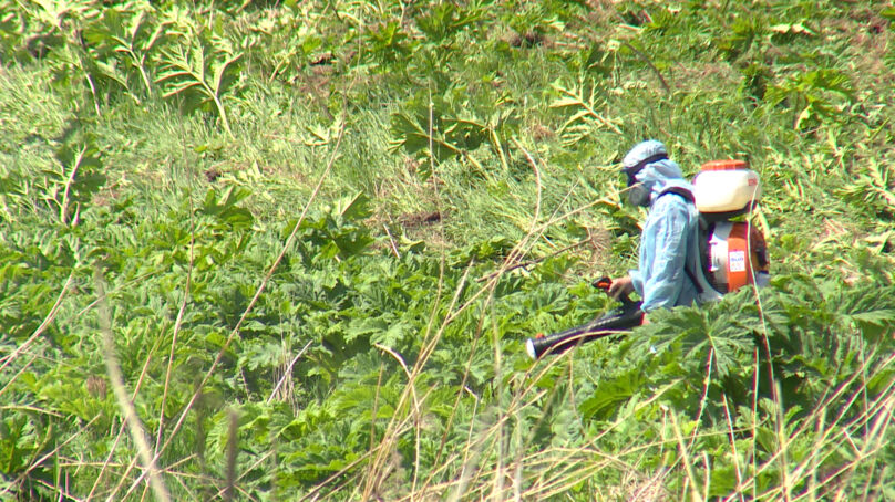 В Озерском городском округе борщевик обработают пестицидами