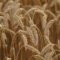 В Гвардейском округе в этом году зафиксирован небывалый урожай озимой пшеницы