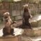 В Калининградском зоопарке начался ремонт медвежатника
