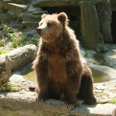 В Калининградском зоопарке отремонтируют каменный медвежатник