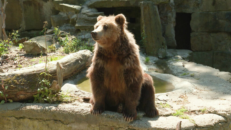 В Калининградском зоопарке построят новый медвежатник