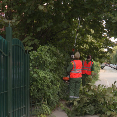 Городские службы проводят санитарную обрезку деревьев