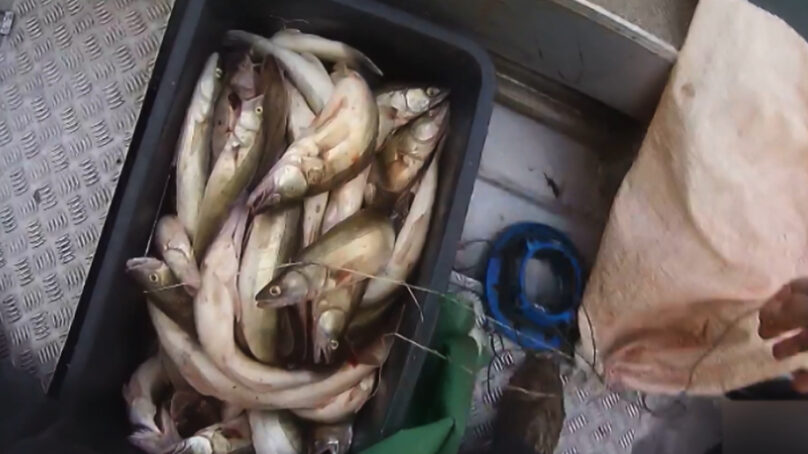 В Калининградской области возрождают возможности по вылову рыбы