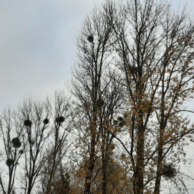 В Калининграде срежут омелу с деревьев