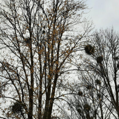 В Калининграде омелу срезают только с сильно зараженных деревьев